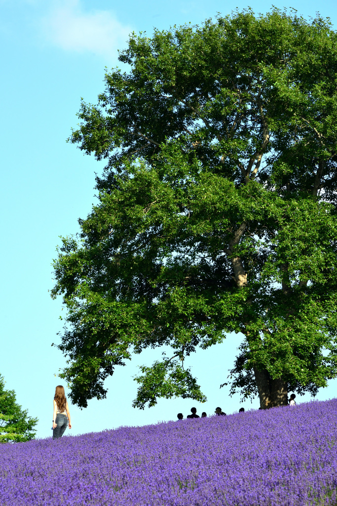 lavender field under the tree