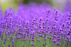 lavender field
