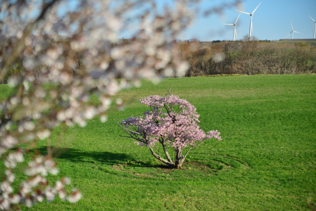 Pink cherry blossoms beyond white one