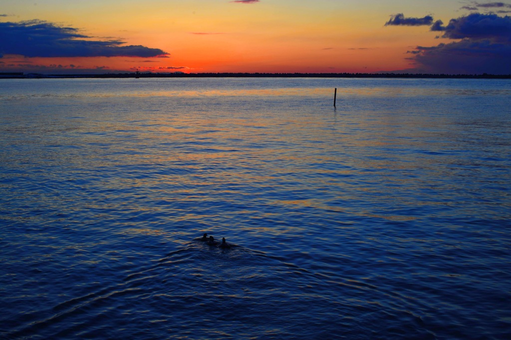 Birds in the magic hour