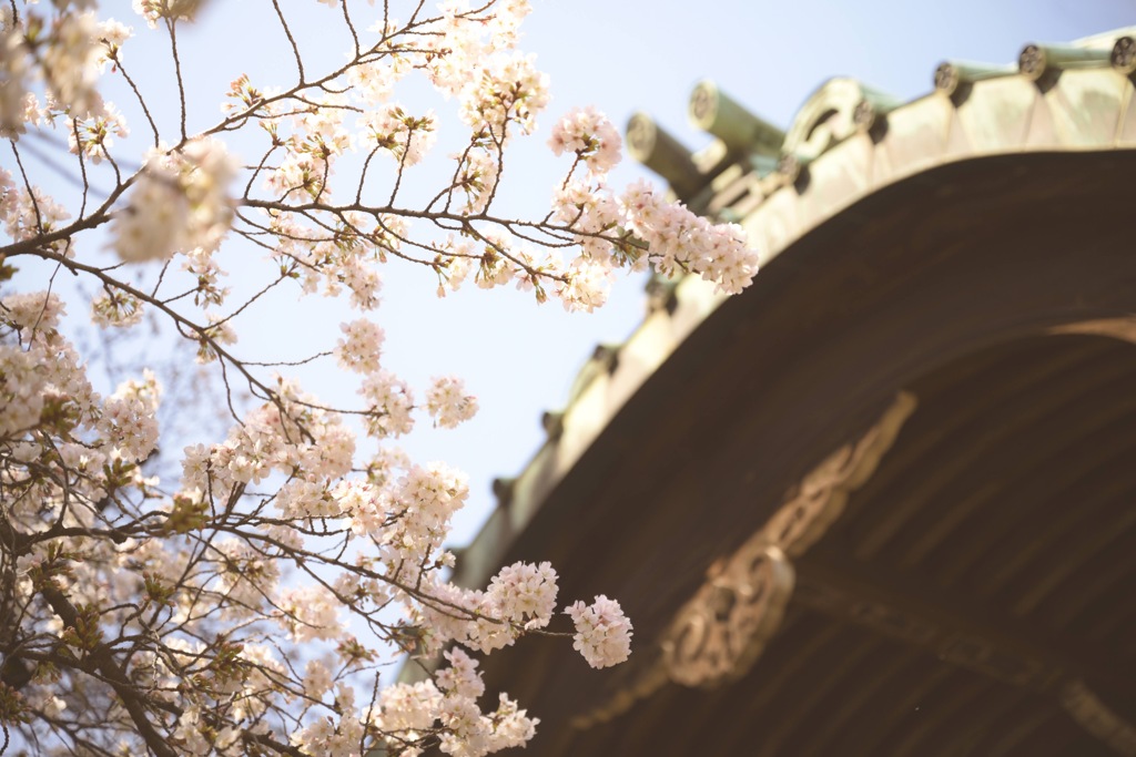 Blooming in 2024 ②