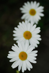 snow daisy_②