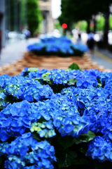 hydrangea_20240602