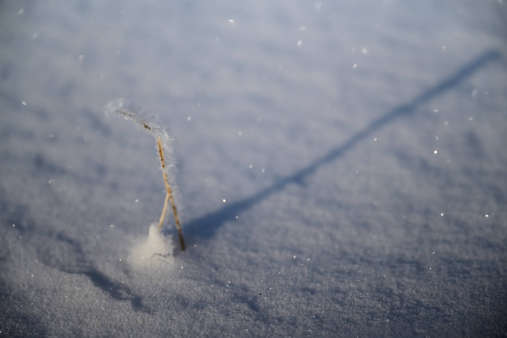 Dead grass wearing fogged ice