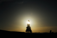sun sets on a tree