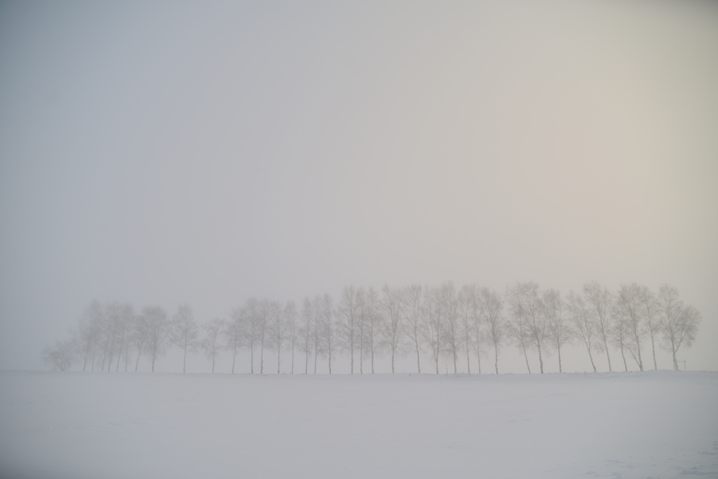 Hazy rows of birch trees