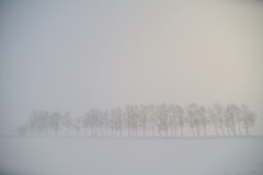 Hazy rows of birch trees
