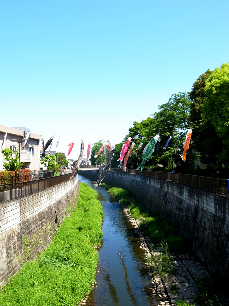 koinobori