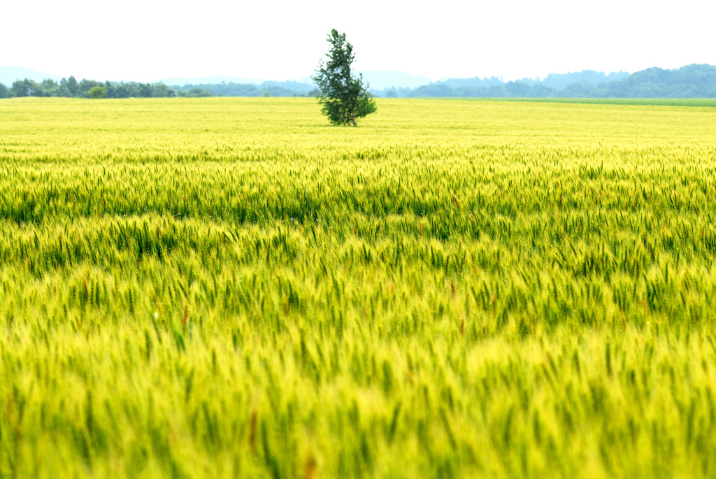 lone tree in a sea of gold