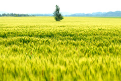 lone tree in a sea of gold