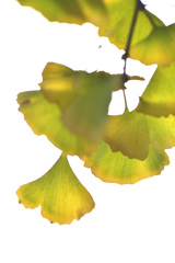 flattering ginkgo