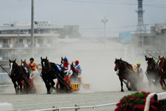 draft horse race