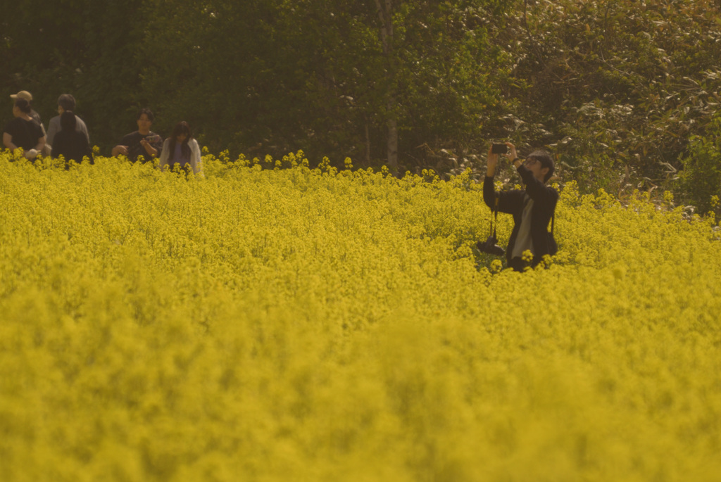 rape blossoms_②