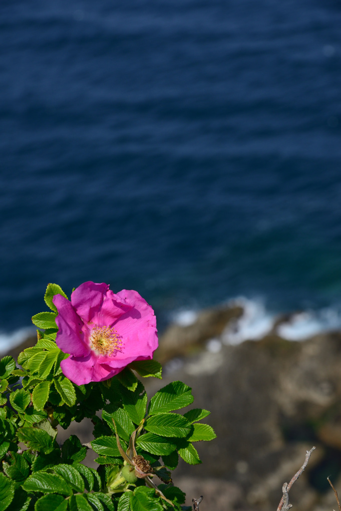 Ramanas rose_①