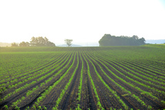 green lines