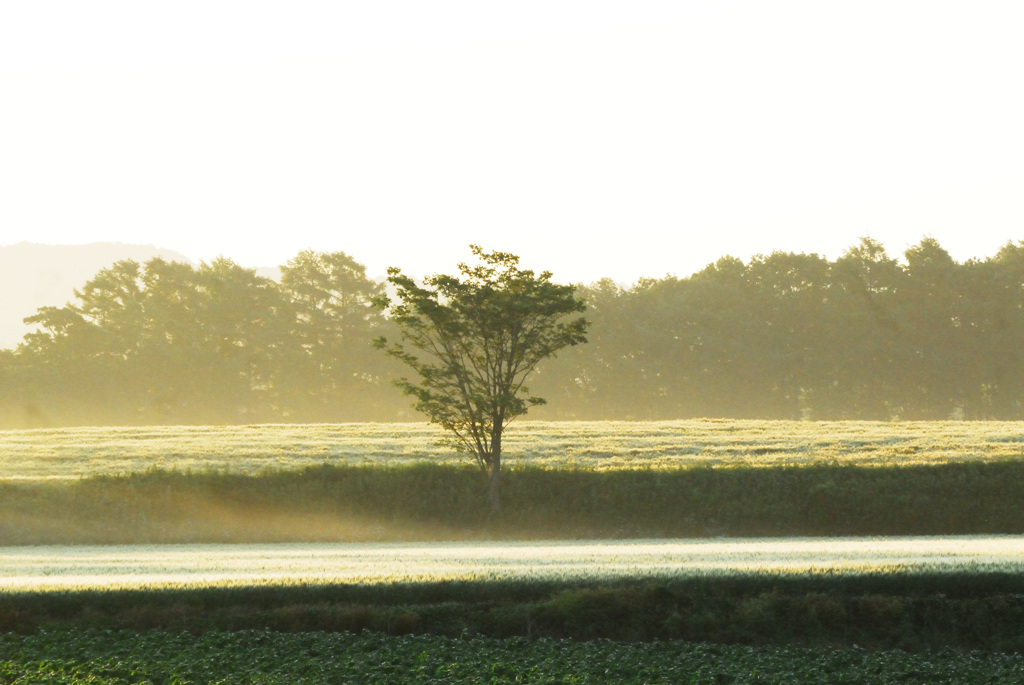 standing in the morning light