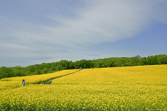 rape blossoms-①