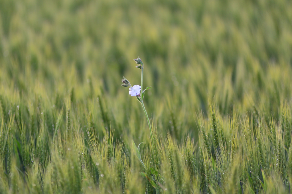 white in the wheats