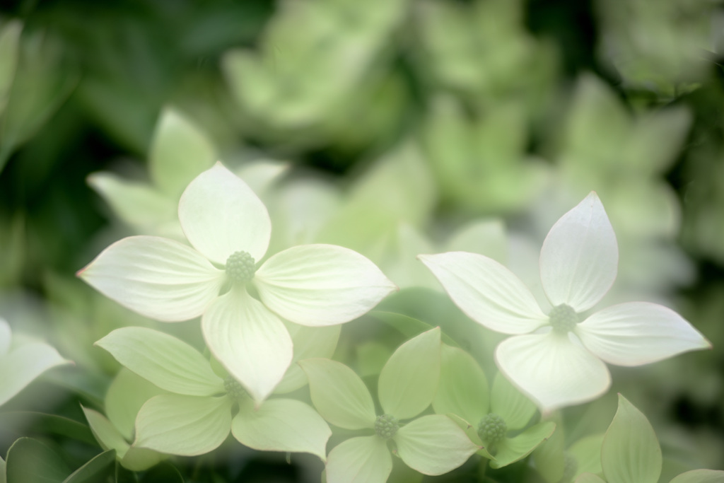 dogwood