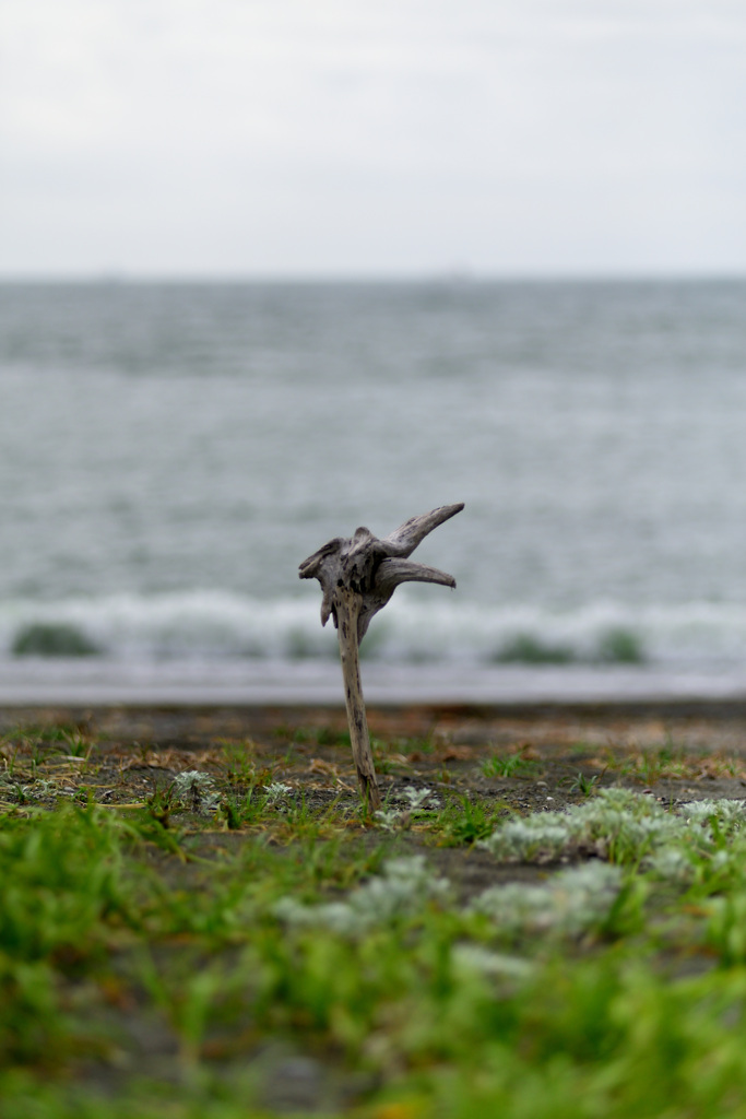 driftwood_①