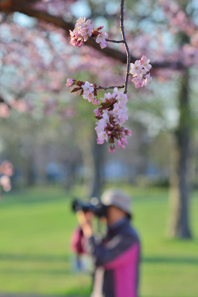 cherry blossoms blooming in our town_①