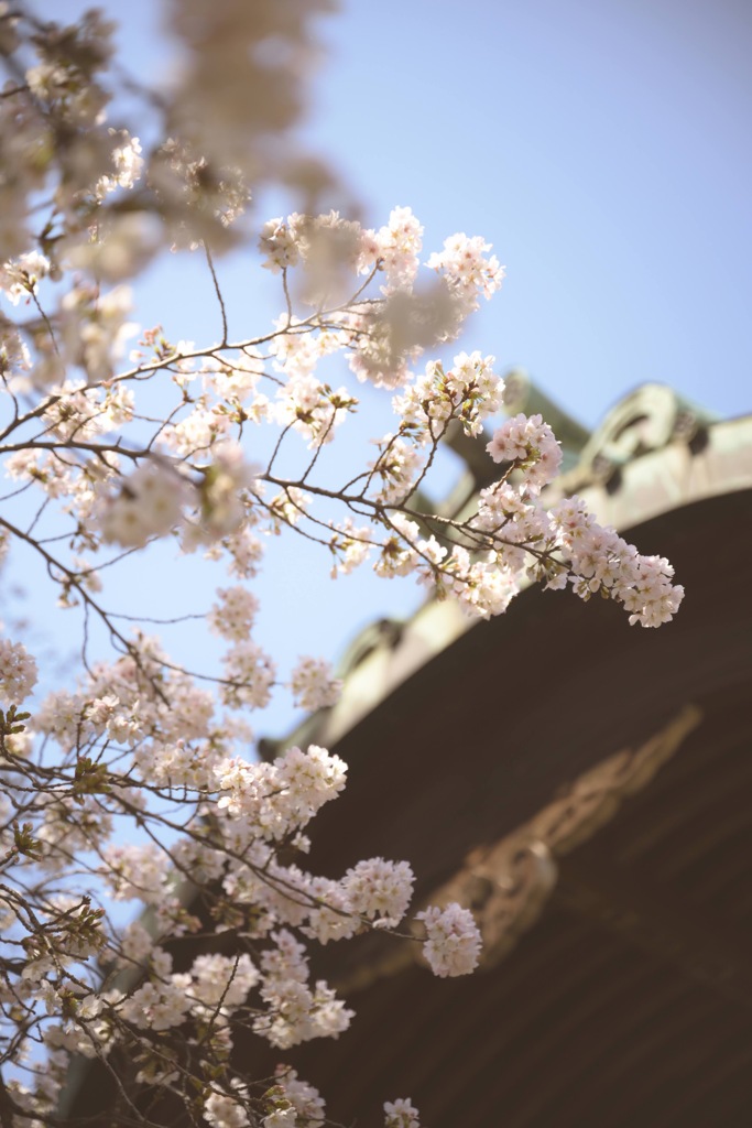 Blooming in 2024
