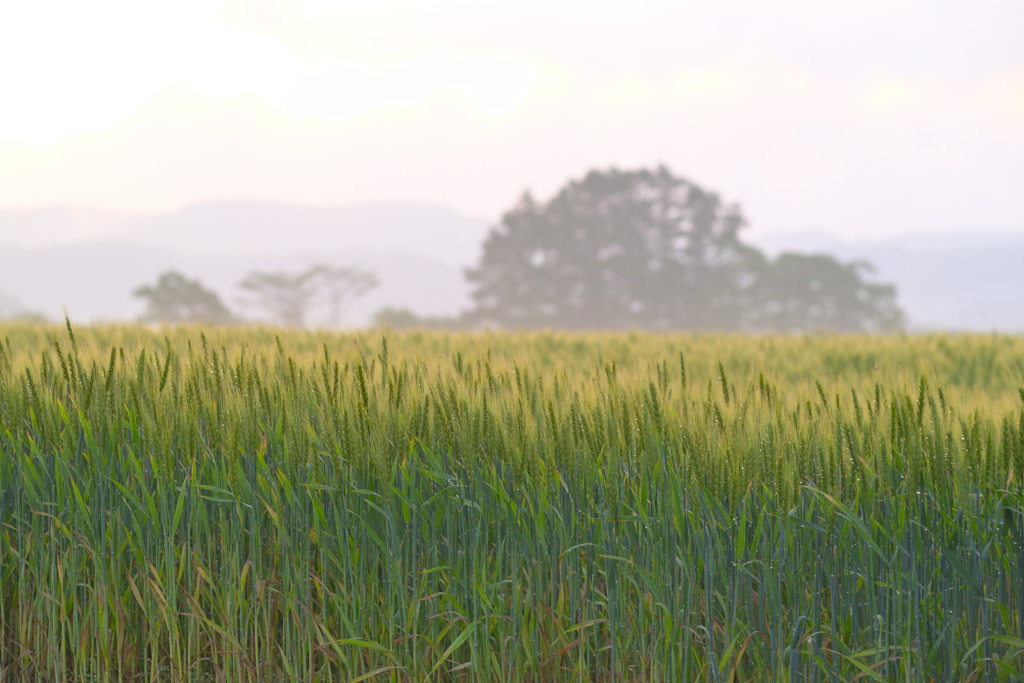 wheat_in the morning sun