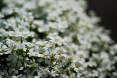 white flowers