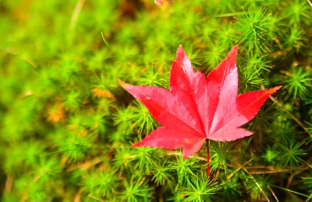Autumn colors 1