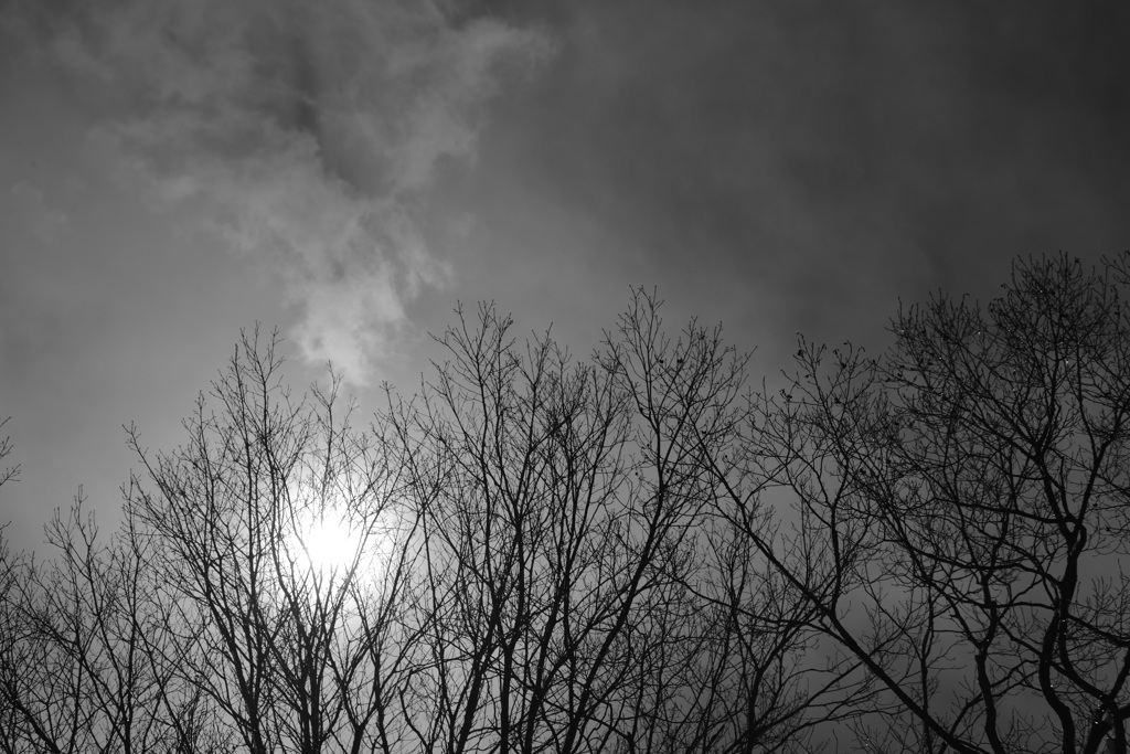 Trees awaiting spring