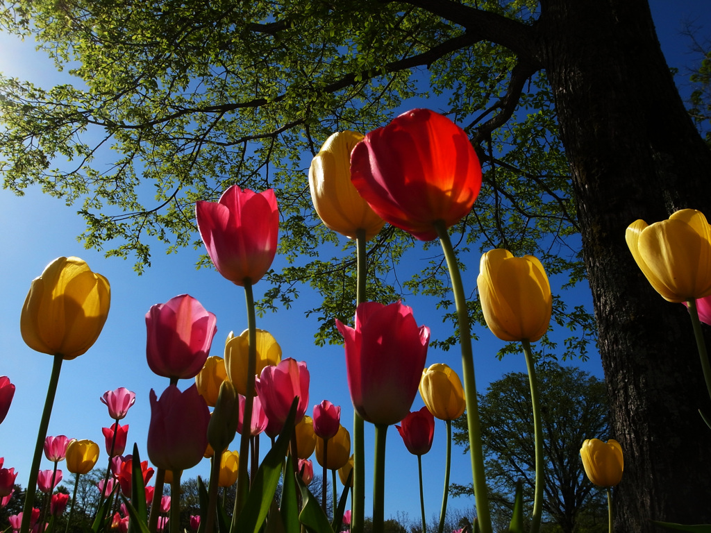 fine spring morning _②