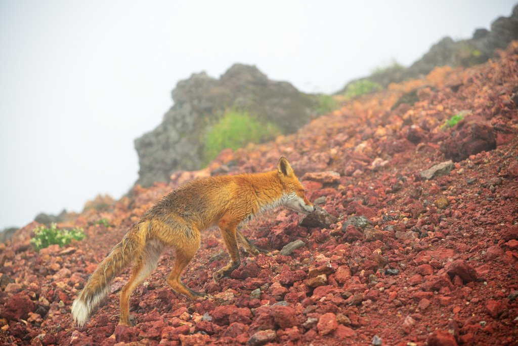 Fox,climbing Mt.Taisetu-Asahidake