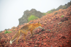 Fox,climbing Mt.Taisetu-Asahidake
