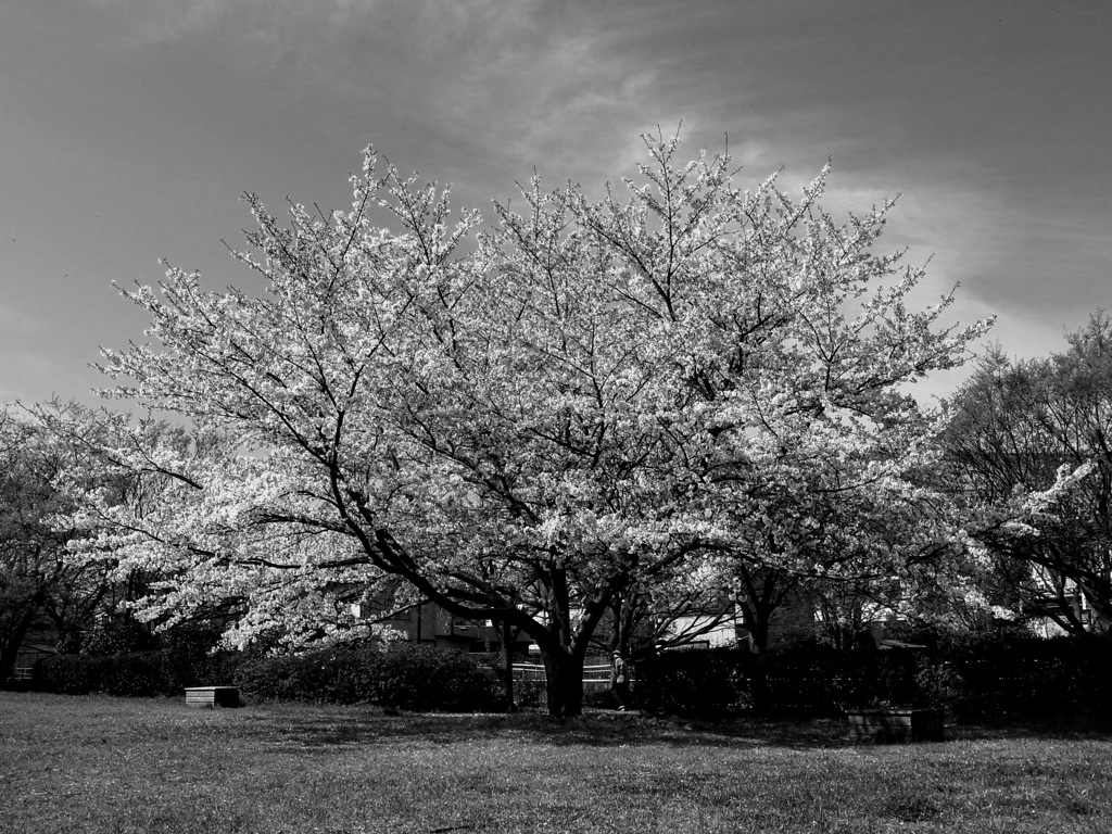 Sakura taken while jogging_①