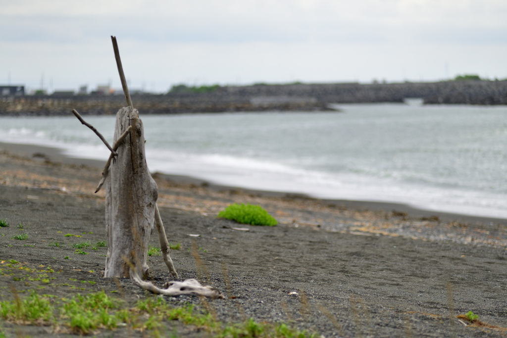 driftwood_②