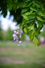 Ai Zoom-Nikkor 43-86mm F3.5①