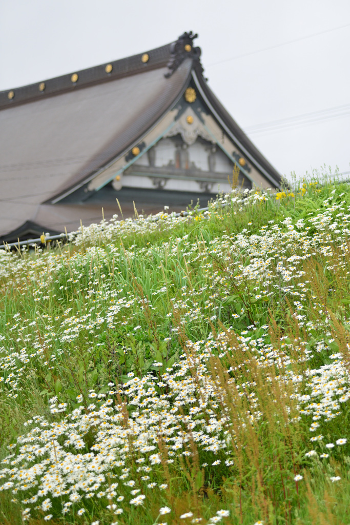 snow daisy_view with a temple