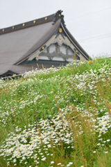 snow daisy_view with a temple