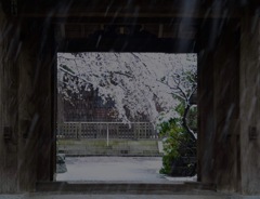 snow cherry_stored photo