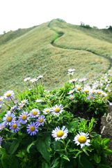 blooming on the trail