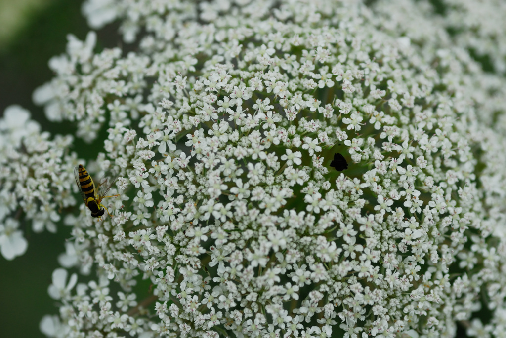 wild carrot_3