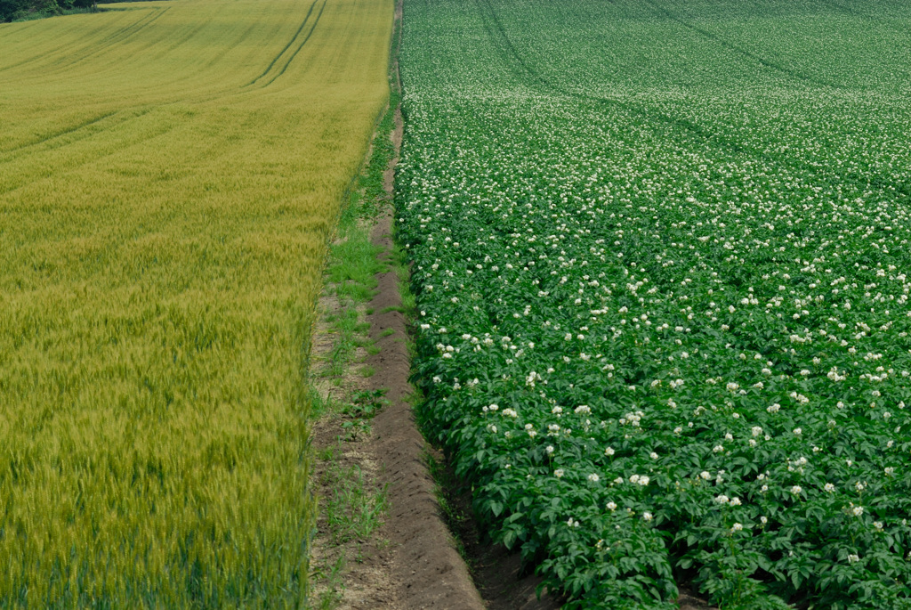 wheat and potatoes