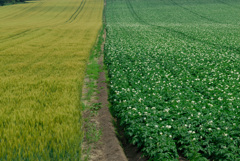 wheat and potatoes