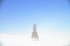 Christmas tree in spring equinox