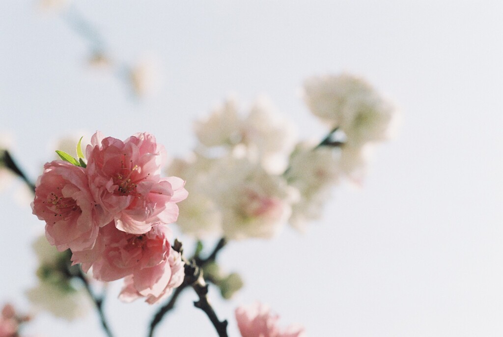 double cherry blossoms_film