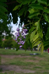 Ai Zoom-Nikkor 43-86mm F3.5②