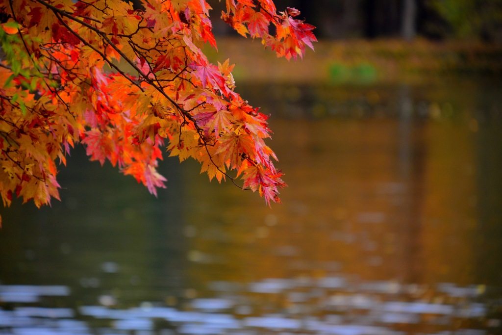 Autumn Colors 2