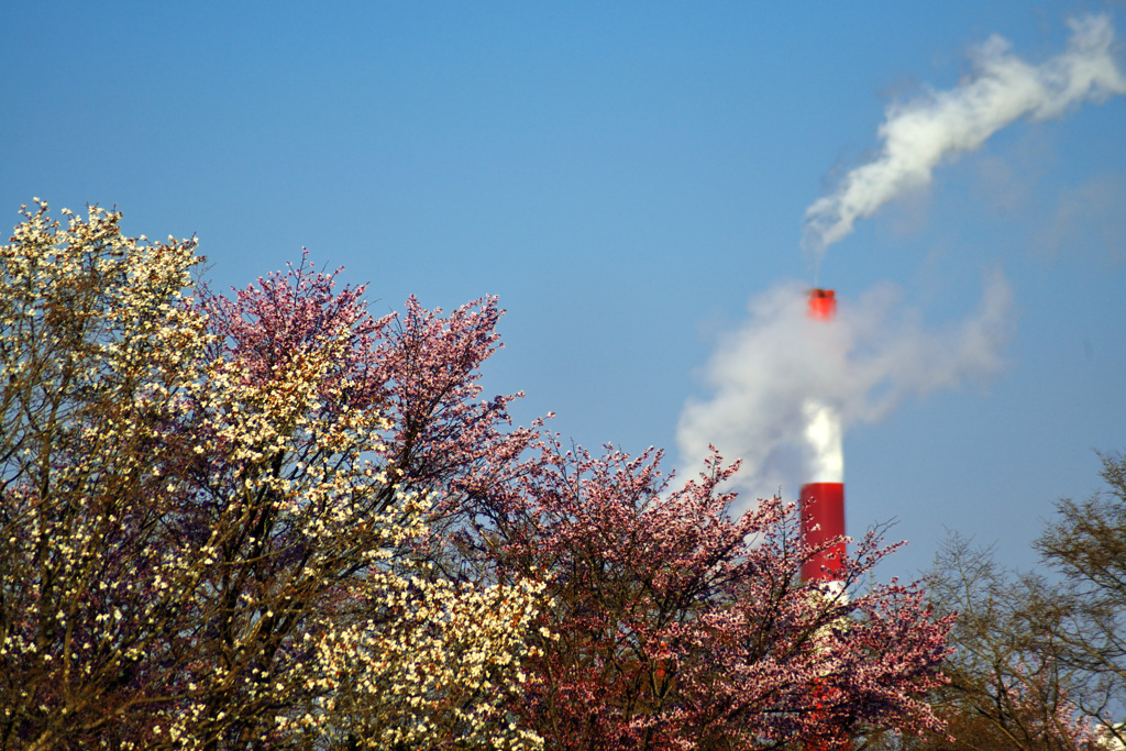 cherry blossoms blooming in our town_②