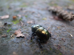 gleaming beetle