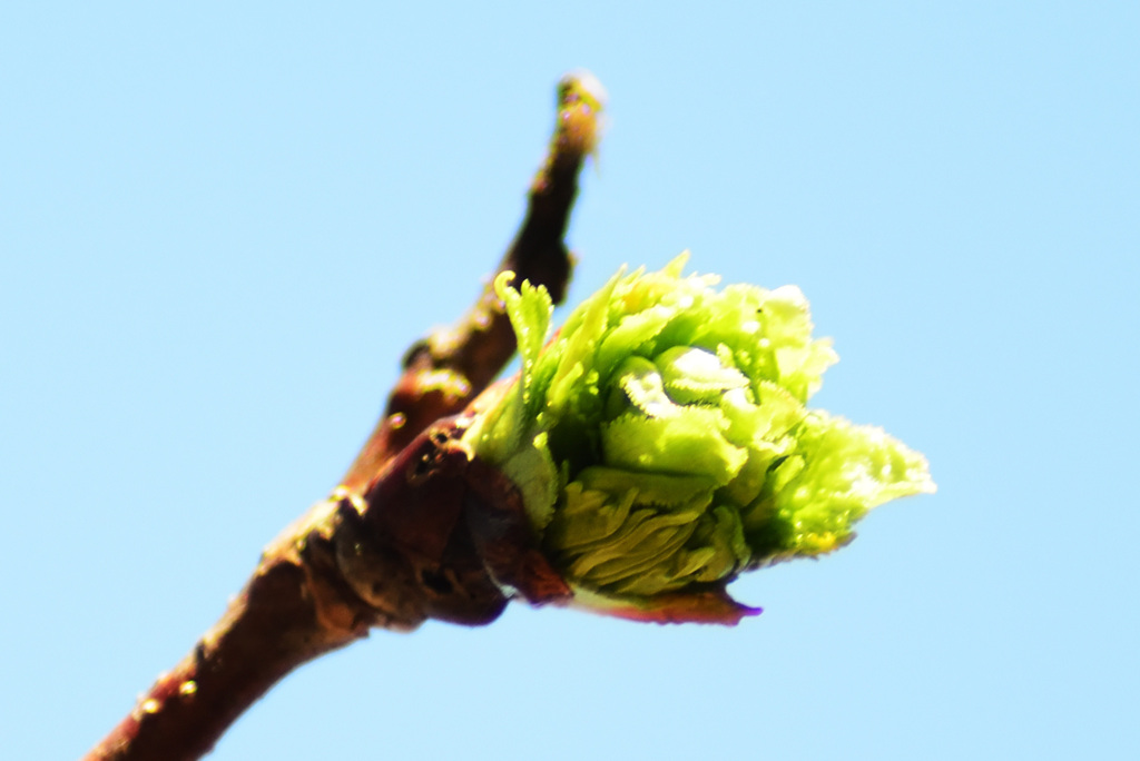 budding season_①